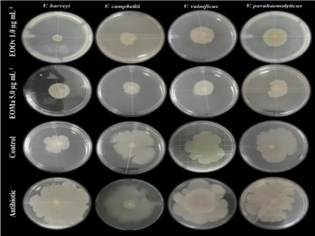 Óleos Essenciais no Cultivo de Camarões: Uma Nova Fronteira no Combate às Infecções Bacterianas
