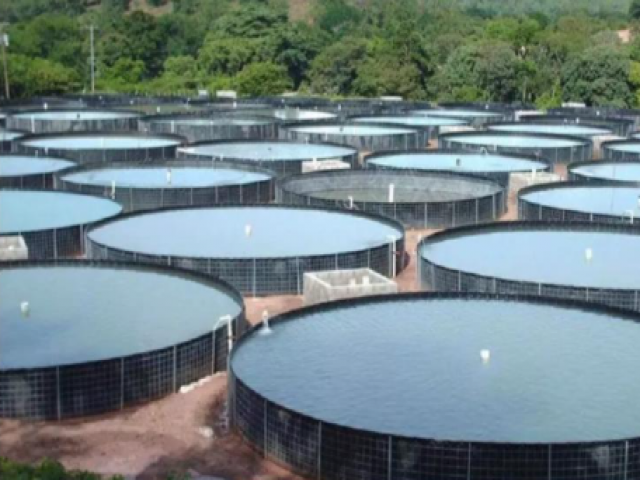 Estratégias Sustentáveis para o Controle de Patógenos Microbianos na Aquacultura: Novas Abordagens para a Saúde de Peixes Cultivados