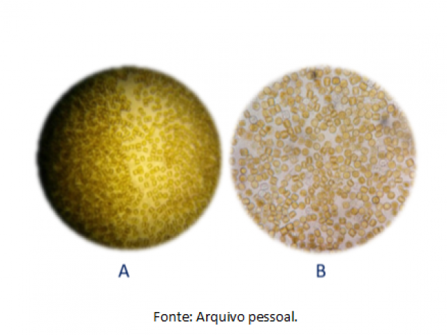 Microalgas: O Segredo para a Nutrição Inicial do Camarão Litopenaeus vannamei