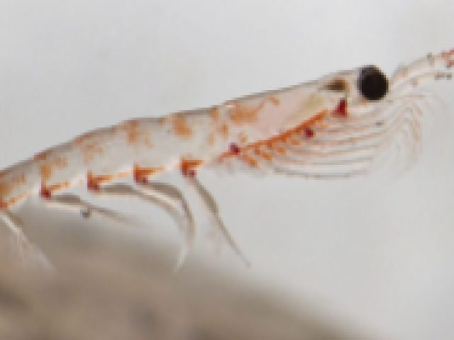 O Poder da Farinha de Krill na Alimentação do Camarão