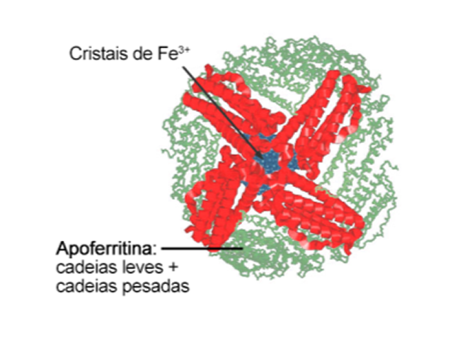 Estudo sobre a Expressão do Gene da Ferritina para Avaliar a Saúde das Pós-larvas de Camarão-Branco (Litopenaeus vannamei) em Função de Mudanças na Temperatura da Água, Salinidade e pH