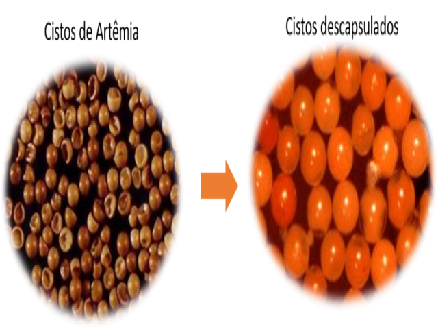 Do mar para o laboratório: como rações inteligentes estão reinventando a alimentação de larvas de camarão 